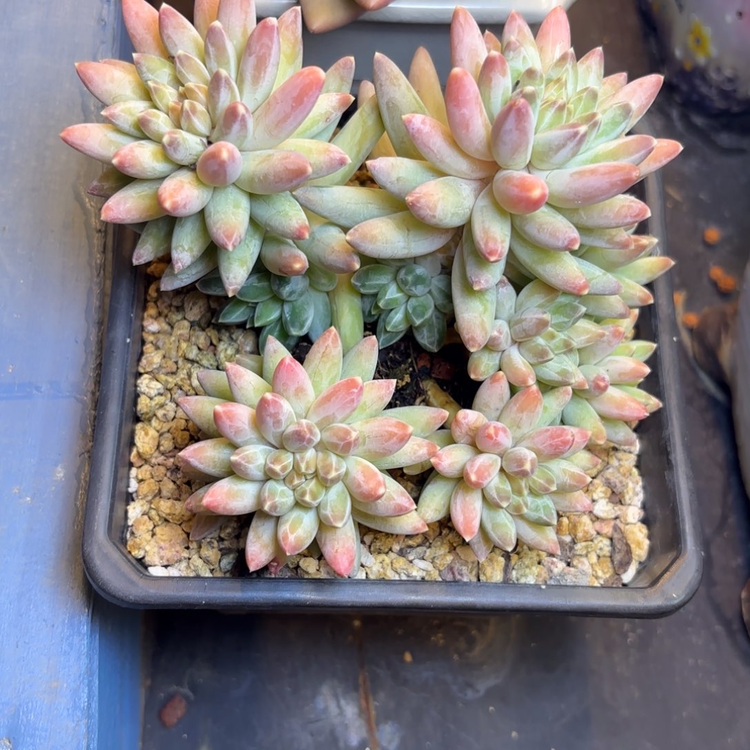 刀***杨伊卡鲁斯一物一拍