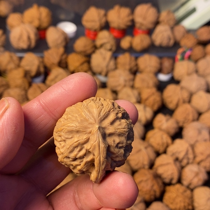 没***,大叶紫檀（黑酸枝木类）