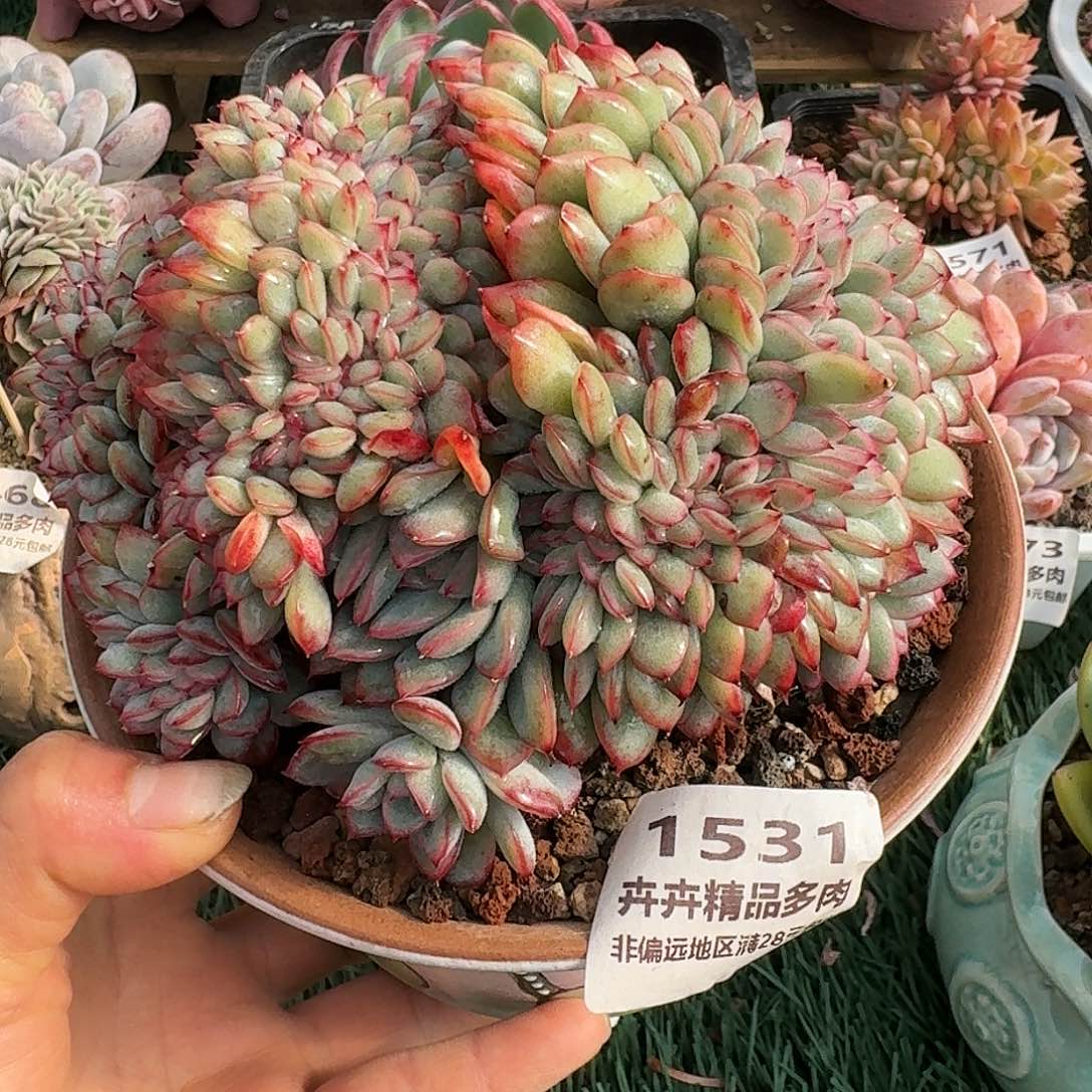 1531一物一拍（满28包邮）