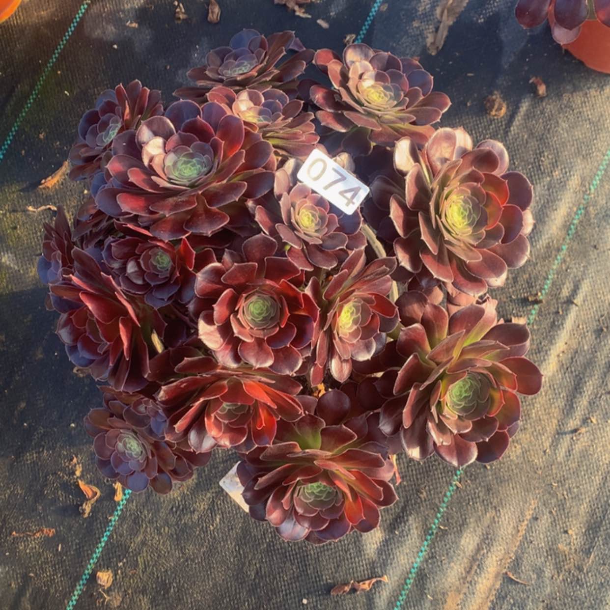 【闪购商品】74荷兰玫瑰