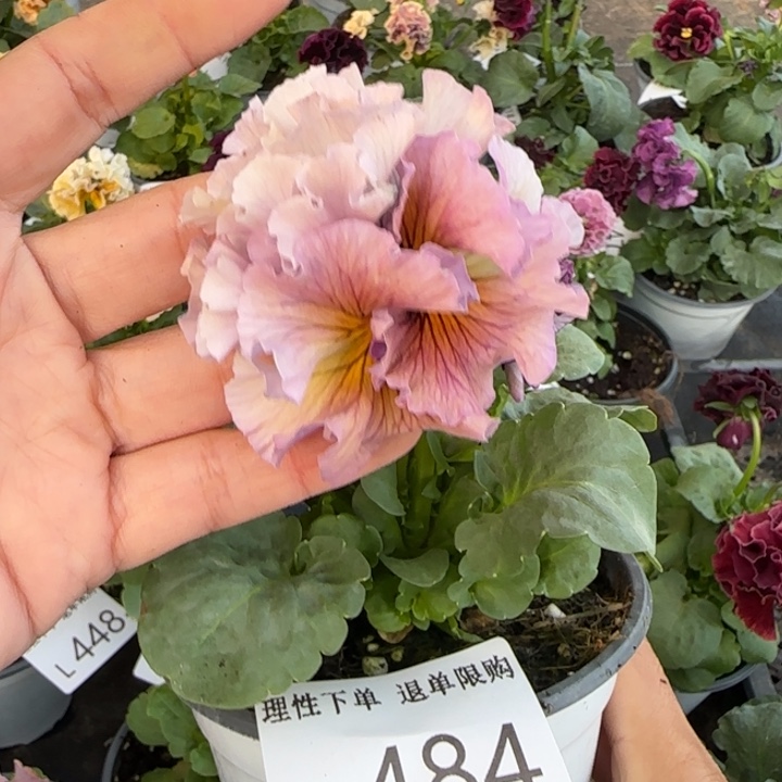 无花朵L484小苗默认苗晃零下5勿拍