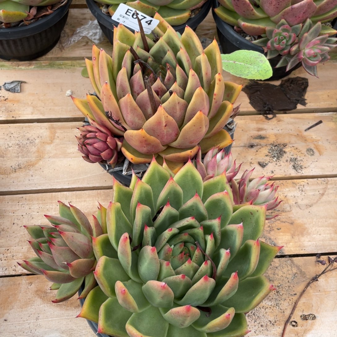 无花朵若如东云组拍E674