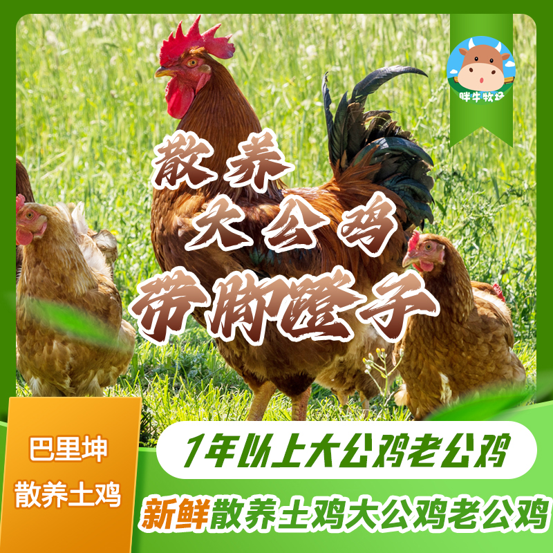 巴里坤/南山散养大公鸡1年半散养土鸡带脚蹬民族现宰净膛手拔毛
