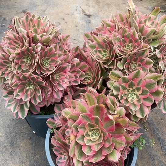 多肉植物组合女巫三个68