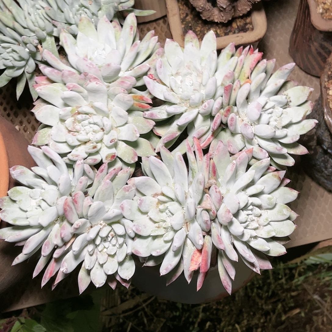 9032苹果拇指仙女杯多肉