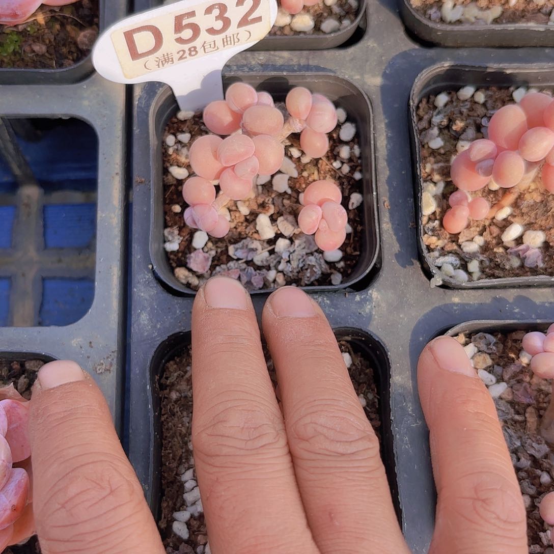 D531丸叶糖果一物一拍