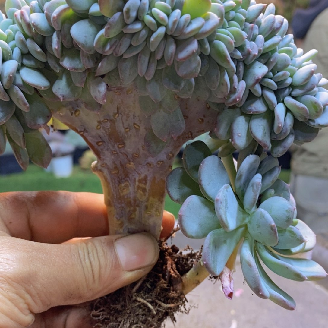 L**yF131号玛瑙缀多肉