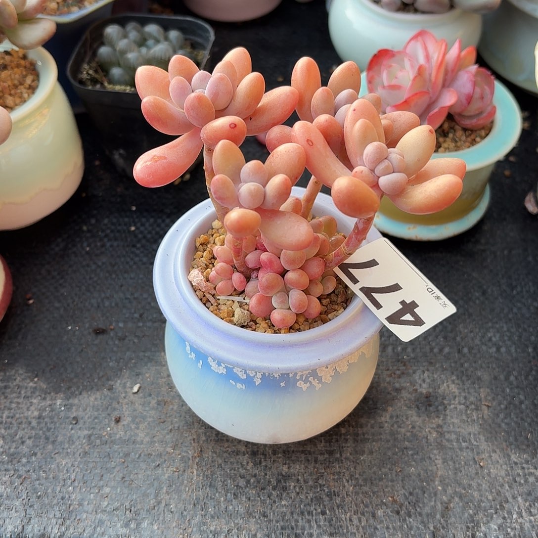 哒***哒胖大星多肉带盆发货477