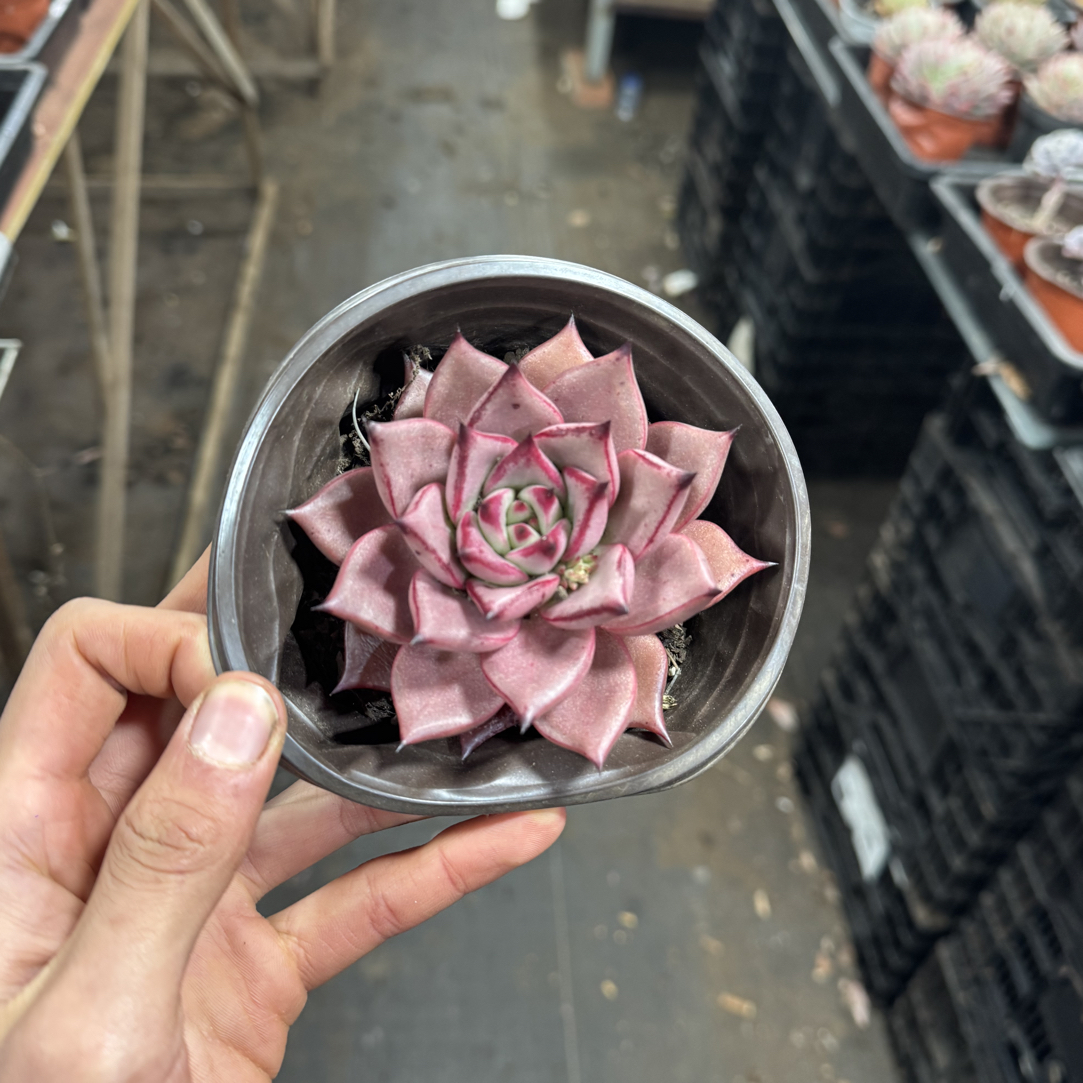  【任意两单包邮】罗密欧阳台办公室庭院老桩盆栽多肉植物