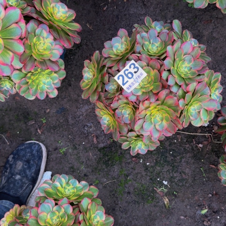 火狐花27+23包邮花花