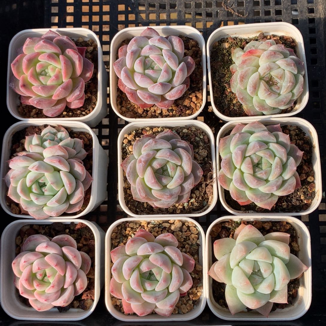 1201-53 套餐一组