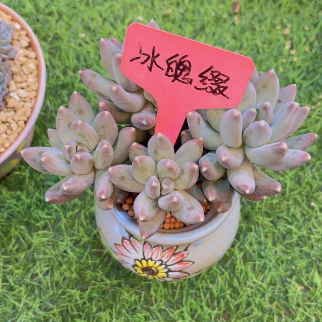 ල***࿐云南金致家精品多肉