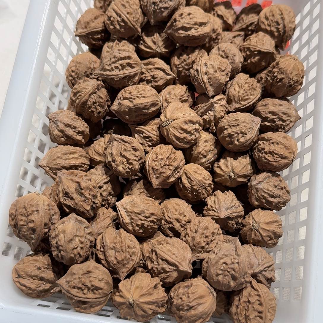 核桃手串/手链21号边20的八楞20元30个