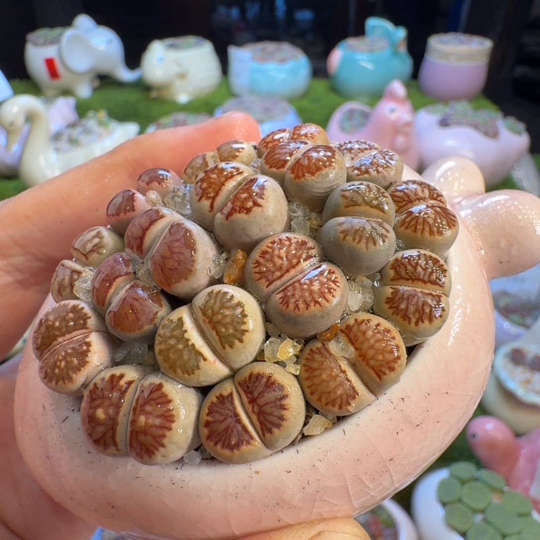 多肉植物福利冲138