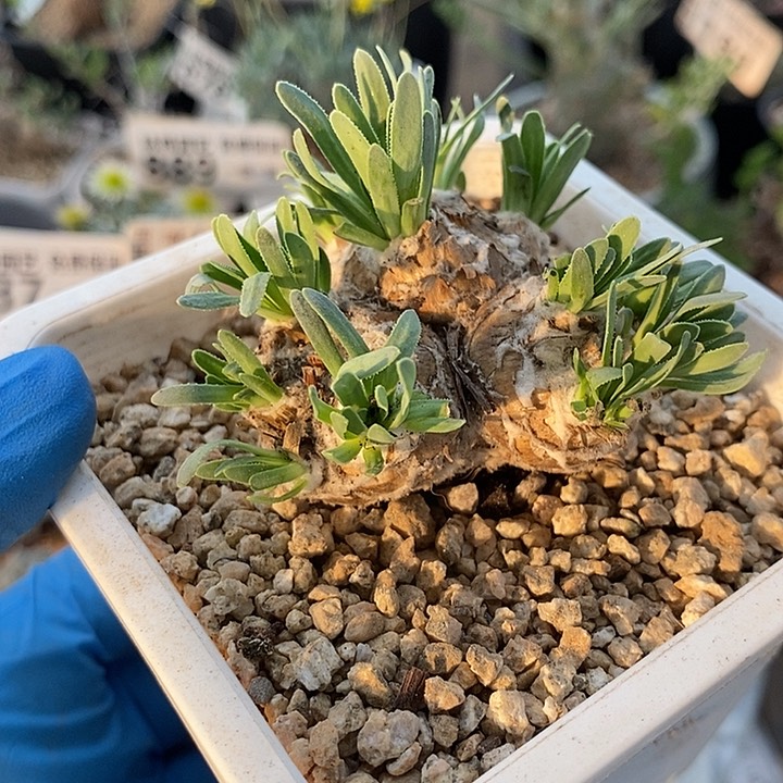 928苏铁厚敦菊带盆一一