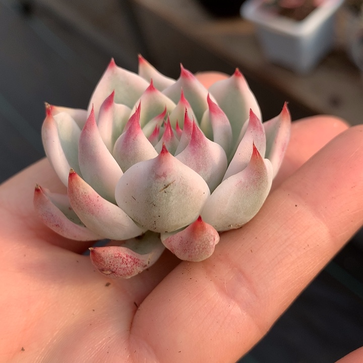 吉娃娃锦多肉植物