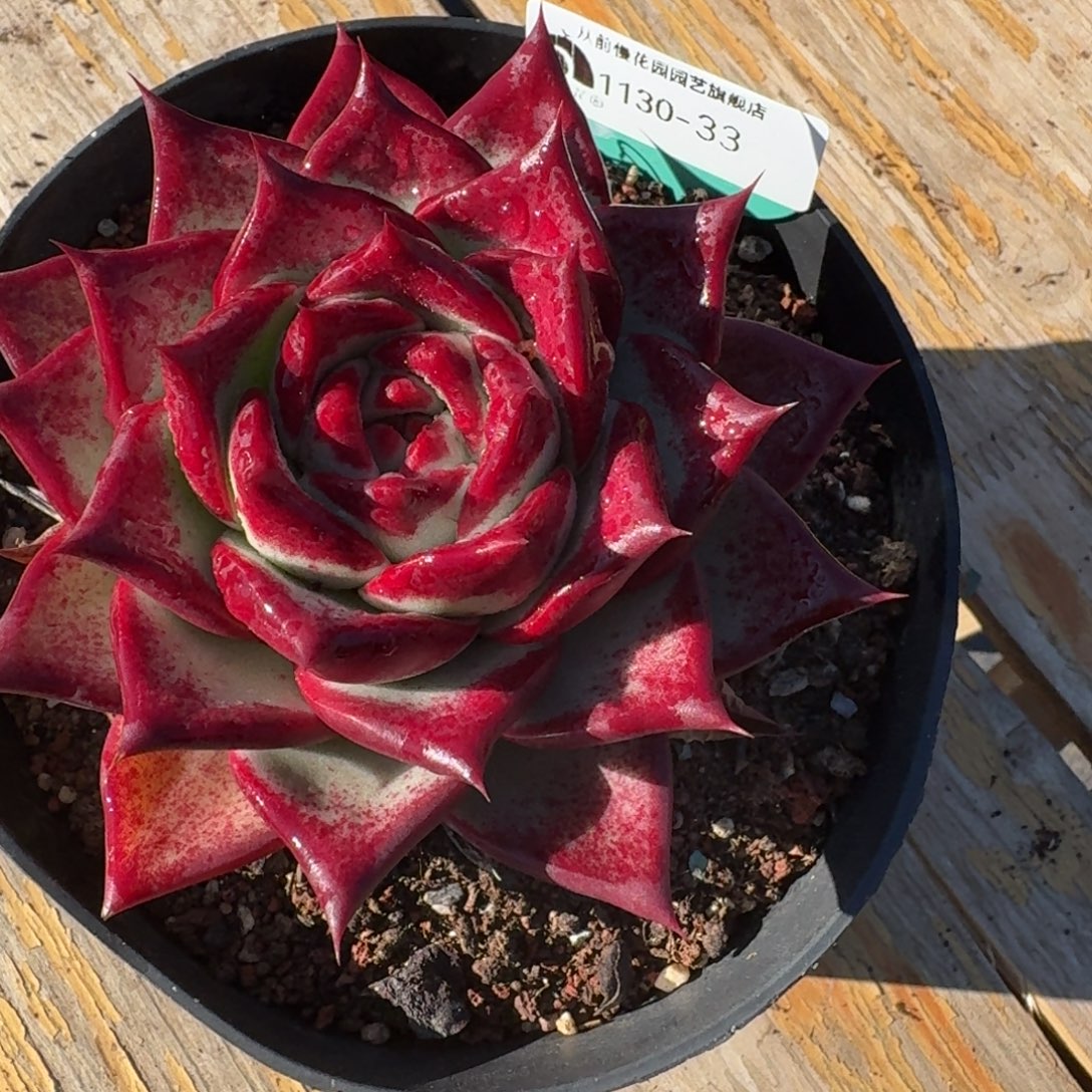 从前慢多肉精选编号1130.33