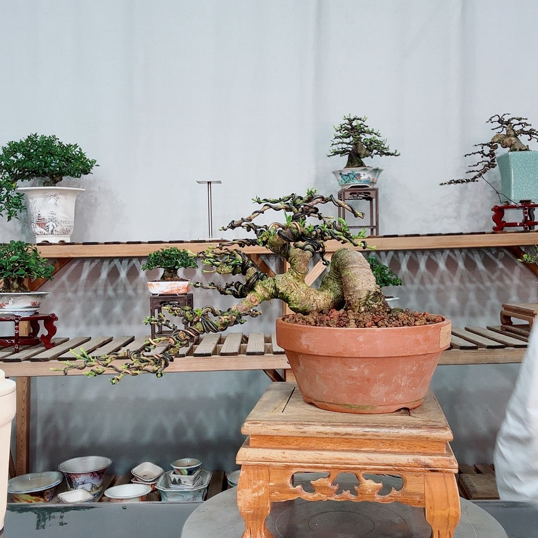 无花朵喜戴玉栀子花