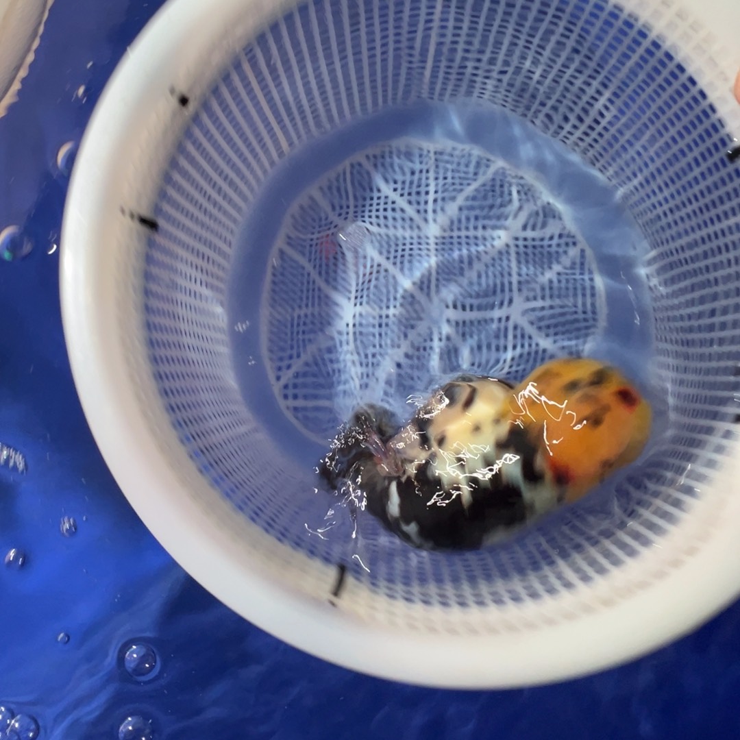 *****金鱼潘氏金鱼兰寿金鱼