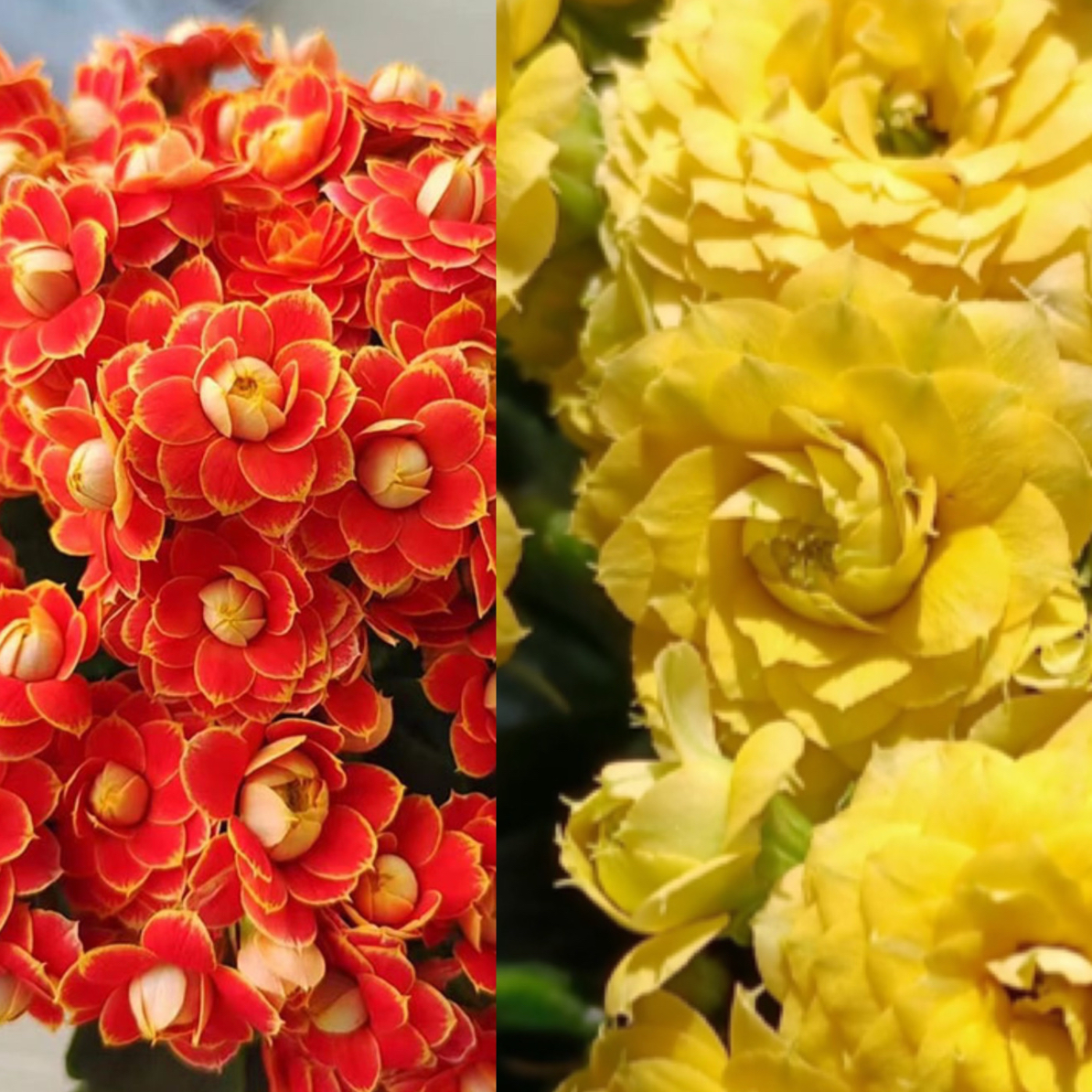 【金狐狸➕柏丽】两盆重瓣长寿花