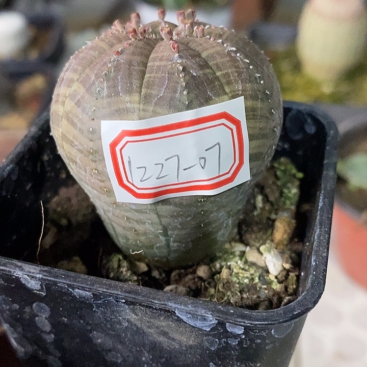 完美主义者勿拍布纹球122707