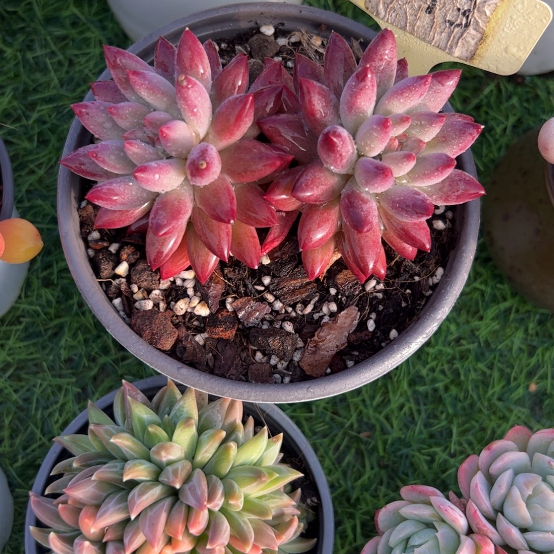 双头车厘子多肉植物