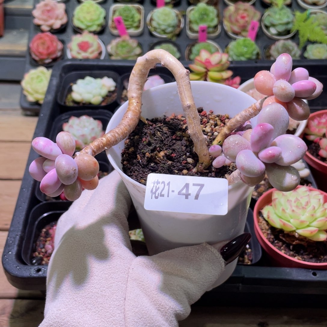 花利美21-47桃蛋群