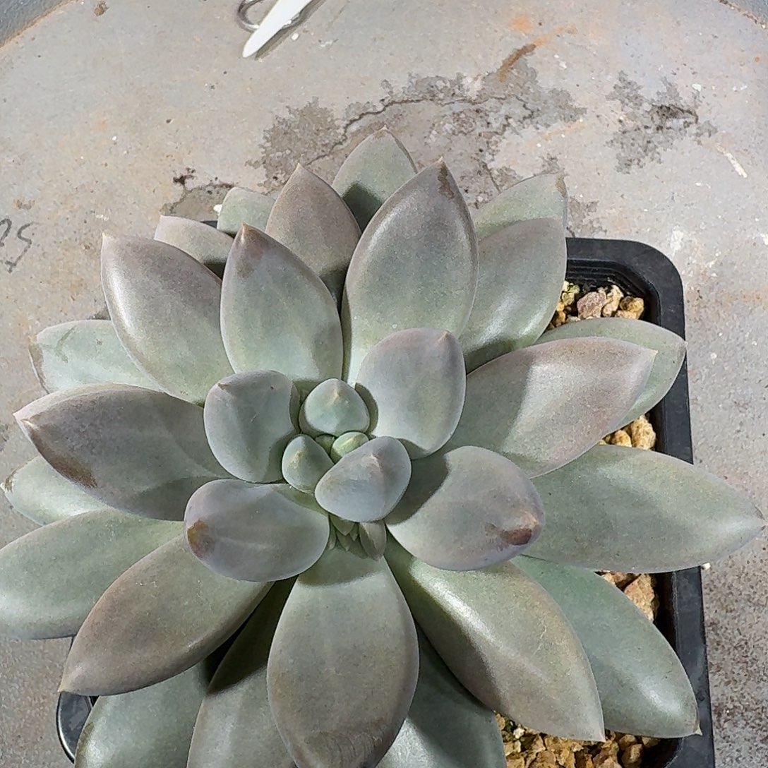 酷***多多多多肉多好看呀