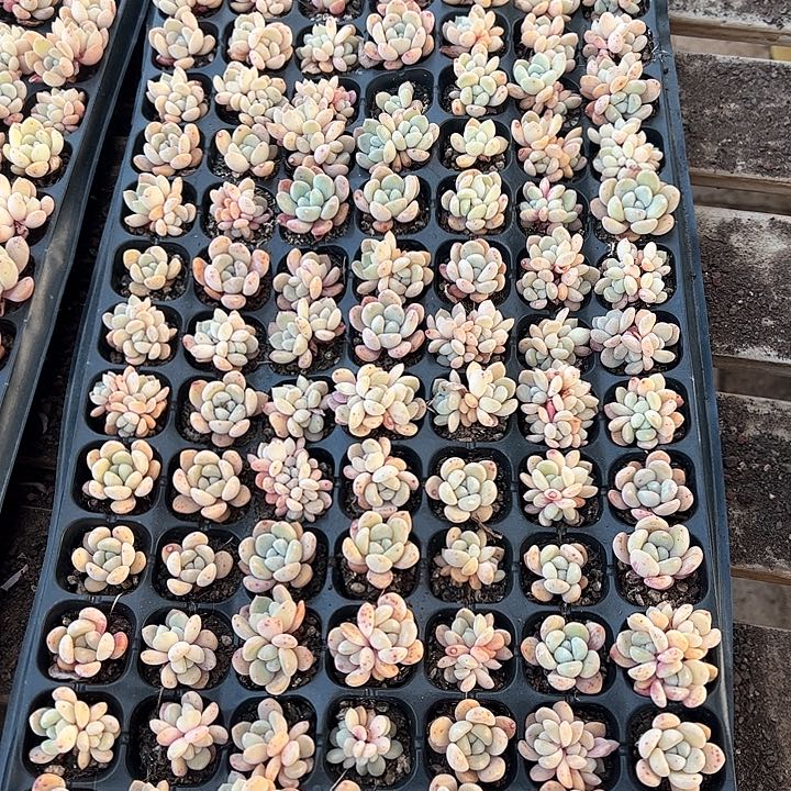 直播福利一物一拍18