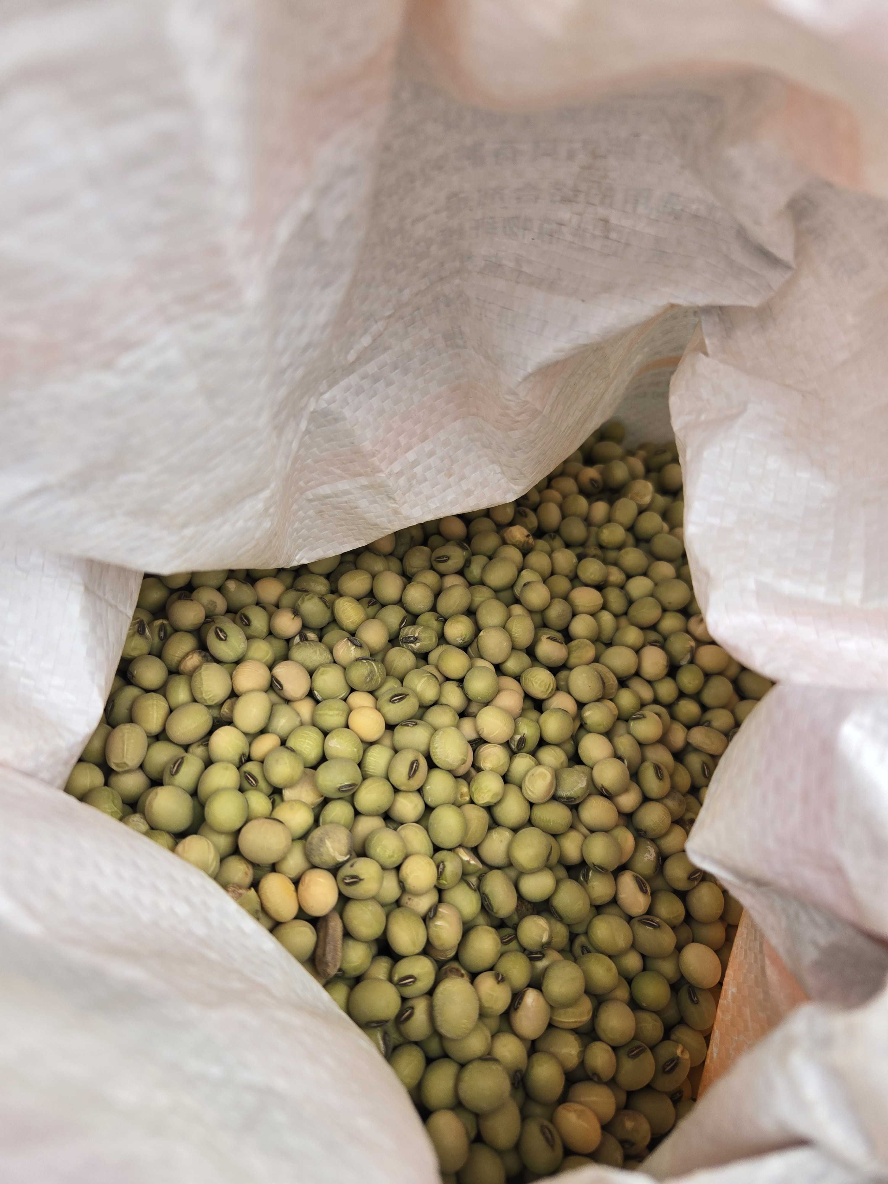 【农家绿皮黄豆】云南农家自种非转基因粗粮杂粮新鲜精选黄豆