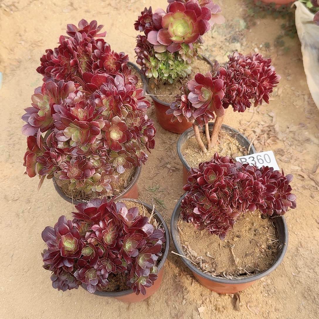 360火玫瑰朵朵共6颗小精品