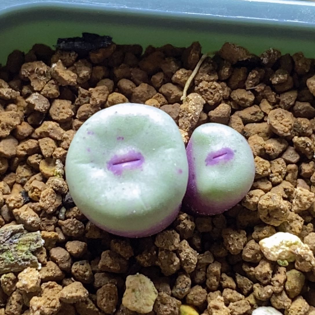 双头1380b红嘴嘴hkhk好看好看