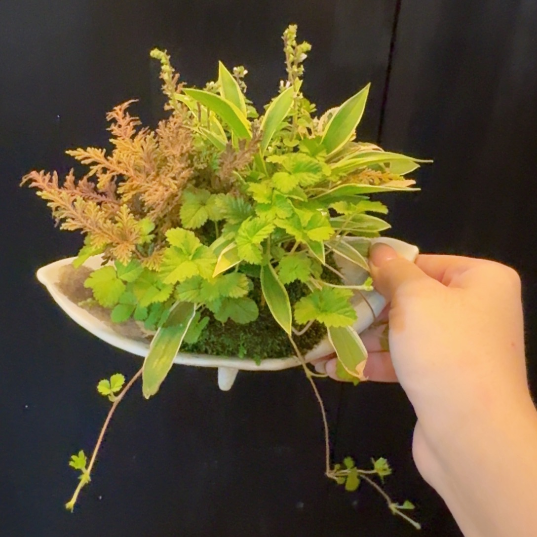 无花朵山野草手作盆特价