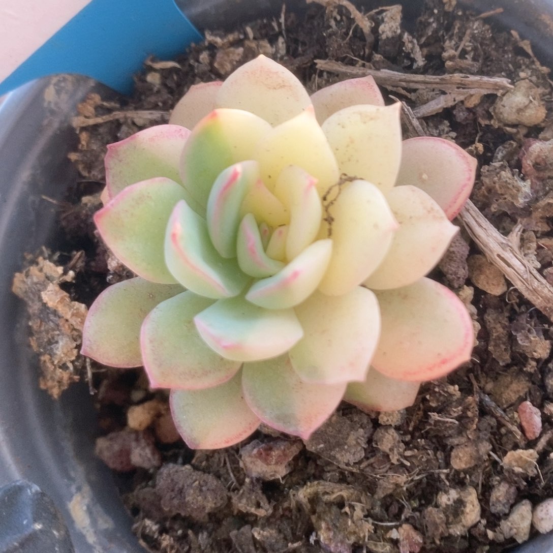 118雨燕座锦锦锦锦锦锦