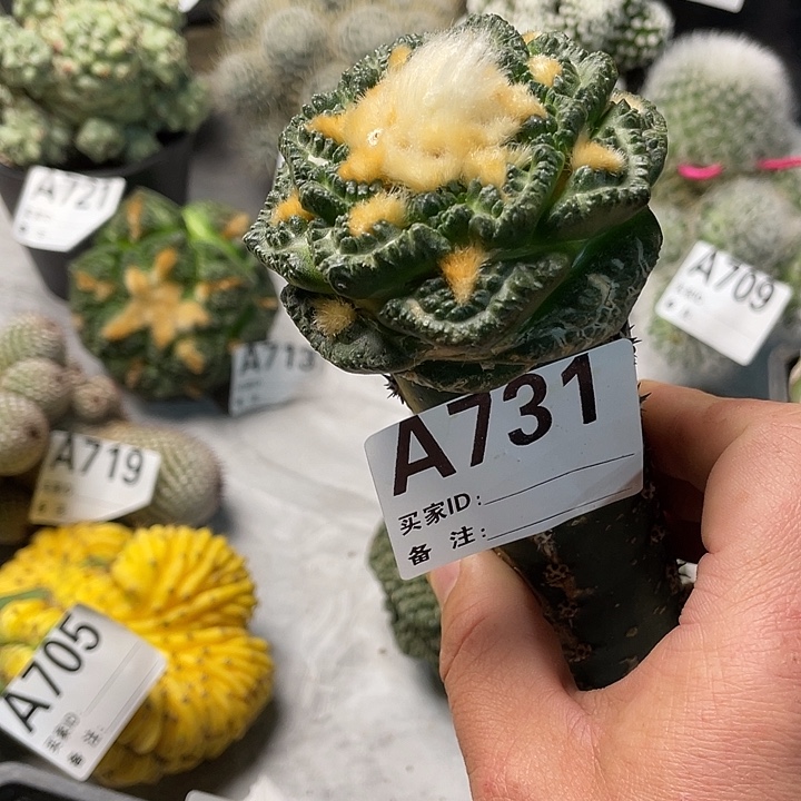 完全开放731辛顿龟甲