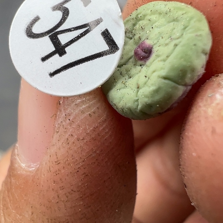 547好根短11111111