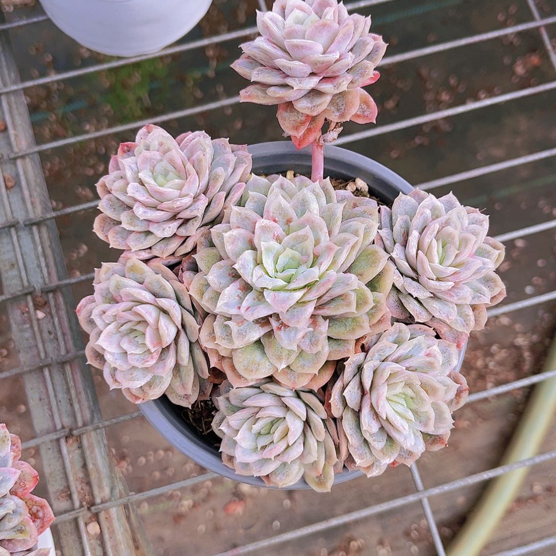 泡泡纱14公分99999999999