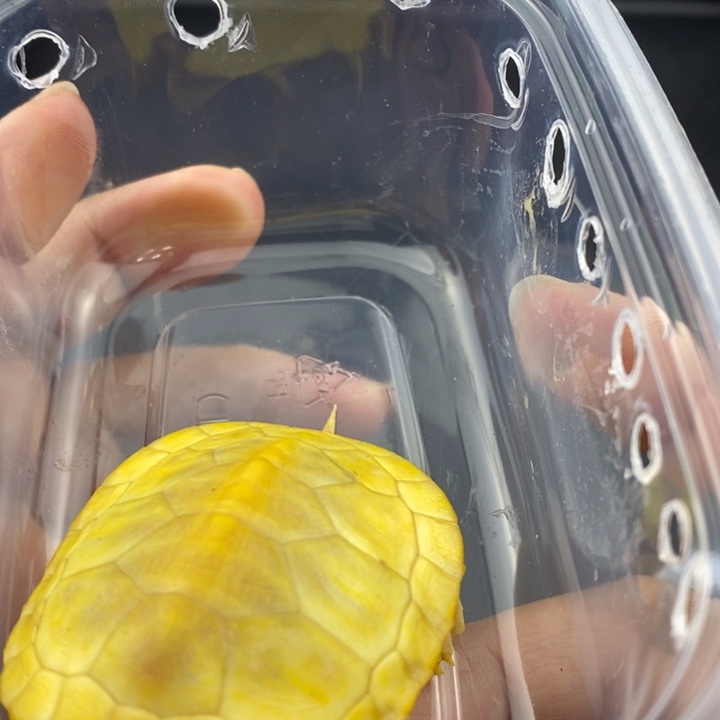 巴西彩龟母666666