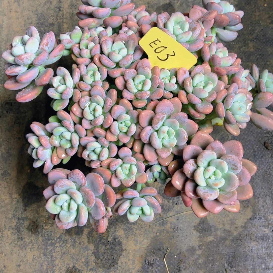 红洛神E03号一物一拍