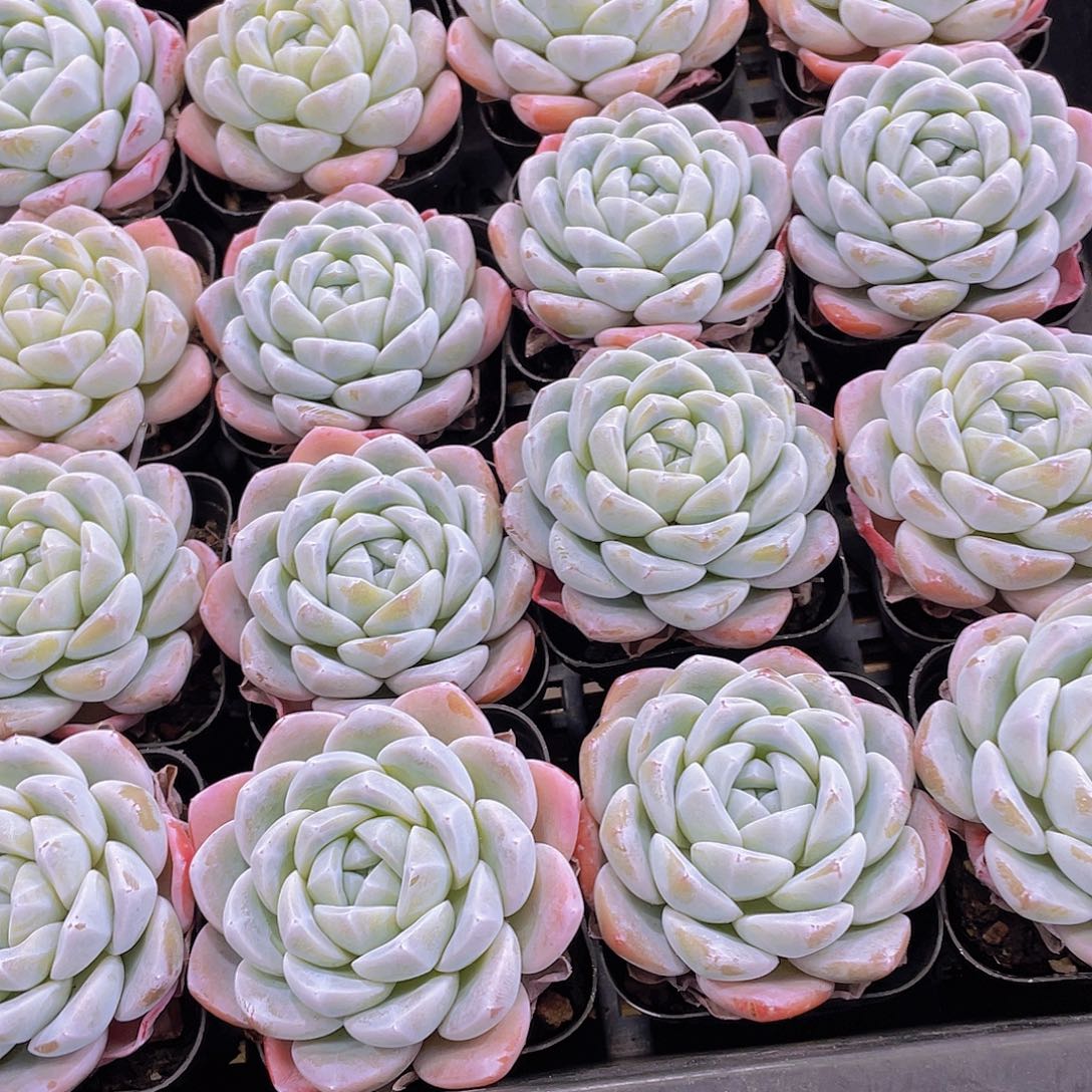 量拍3号 丸叶玉冰冰单头一个