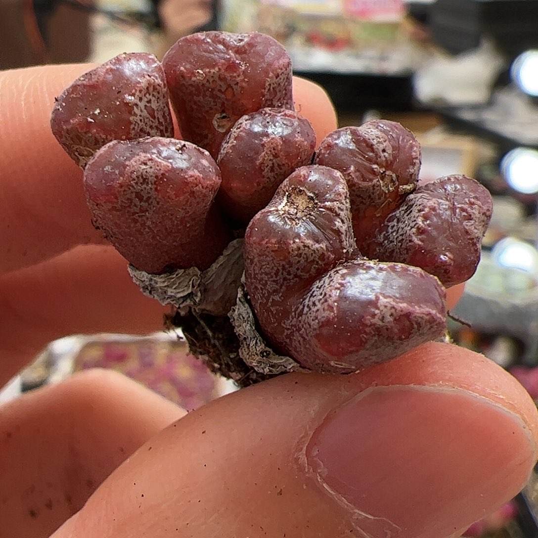 【闪购商品】98 福利