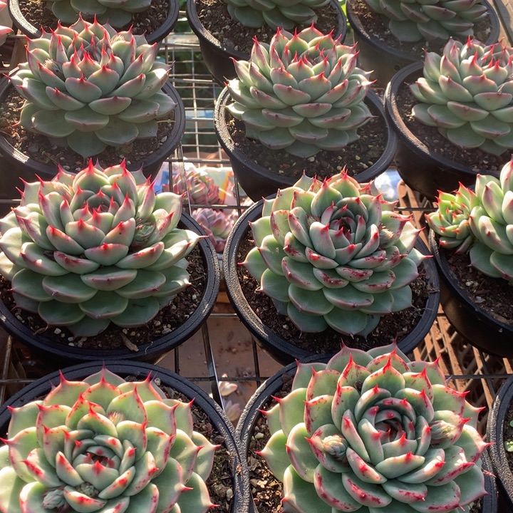 160杯托斯卡内利多肉植物两单包邮