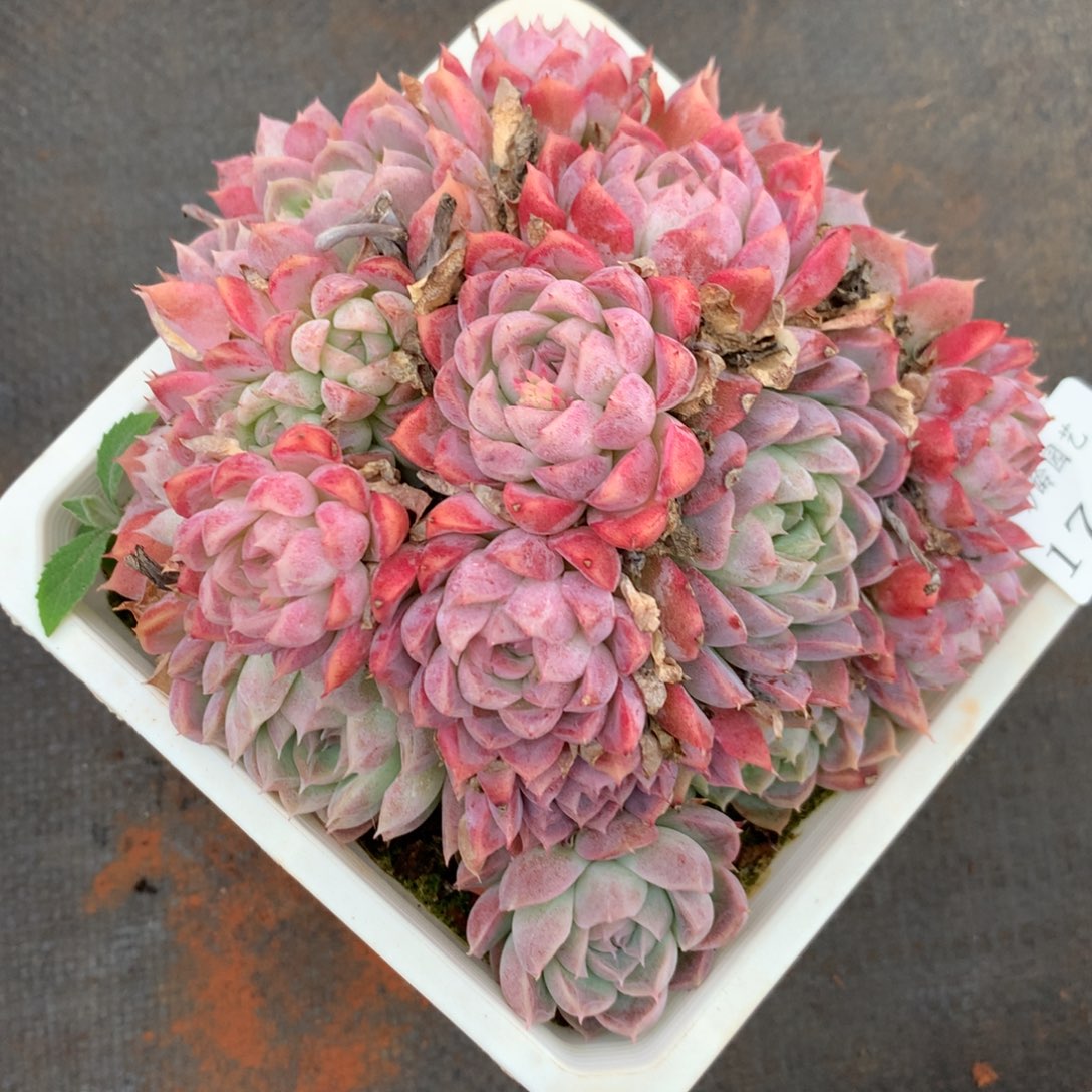 1747杂交精品基地14厘米