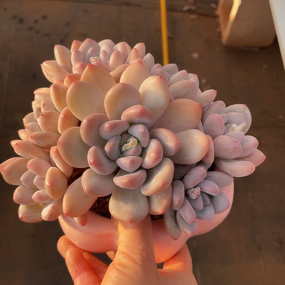 香水多肉多肉多肉