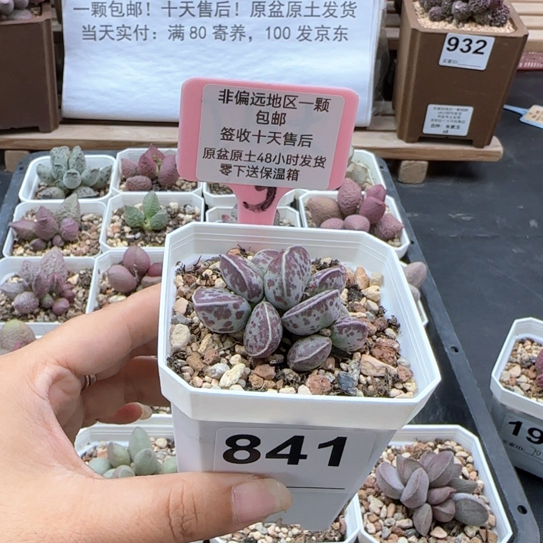 841艾薇蛋多肉植物