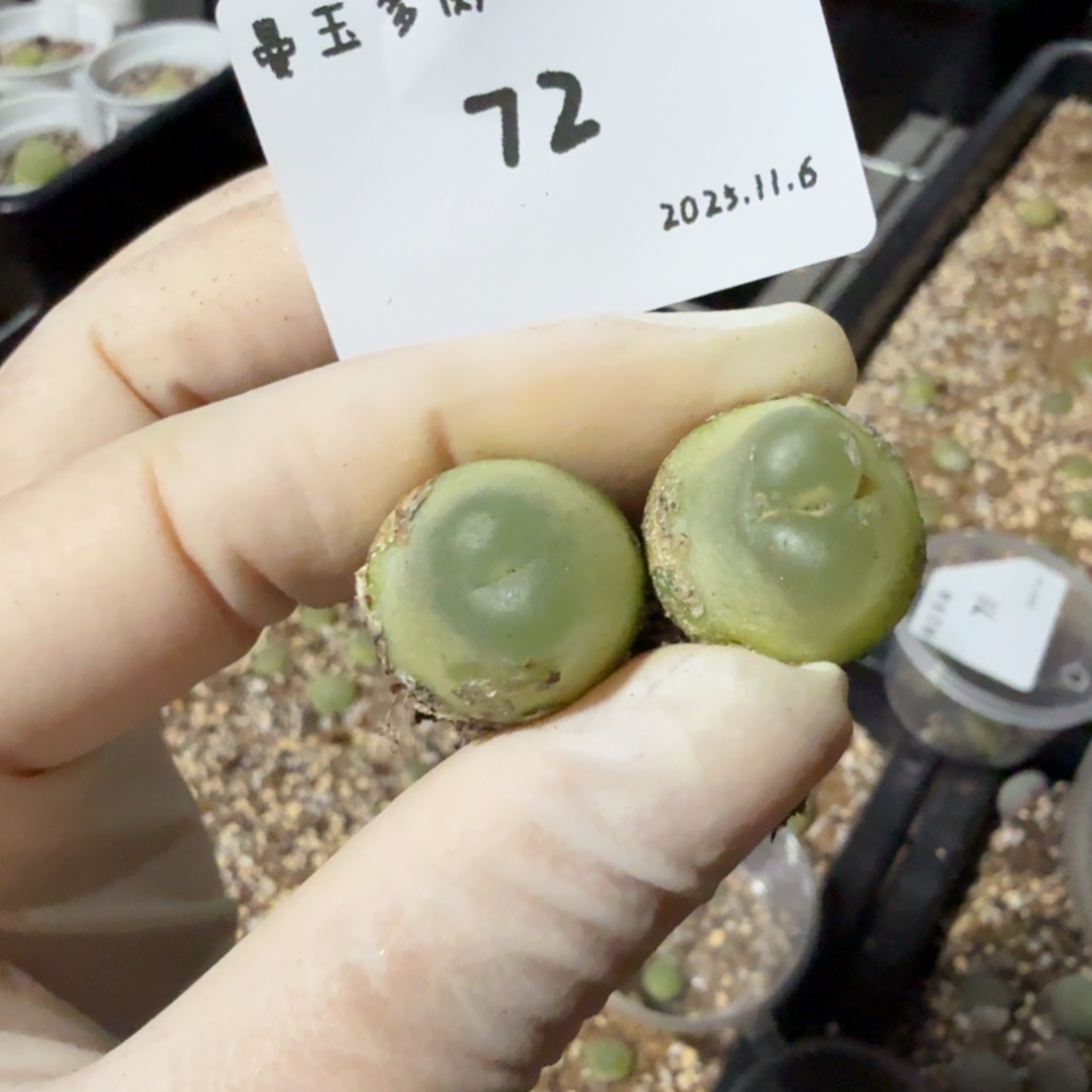 七***～多肉多肉多肉11.6-072 紫皮2606