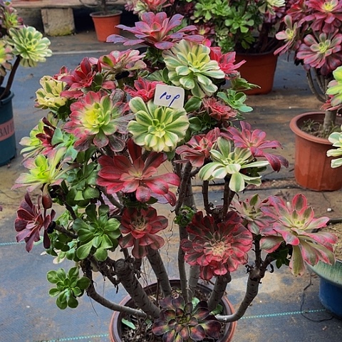 林***丽法师嫁接的法师法师109