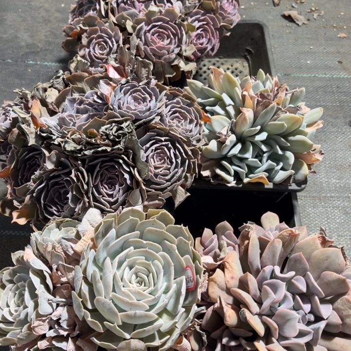 B****莎漠之星两颗圣卡雪特天娥湖