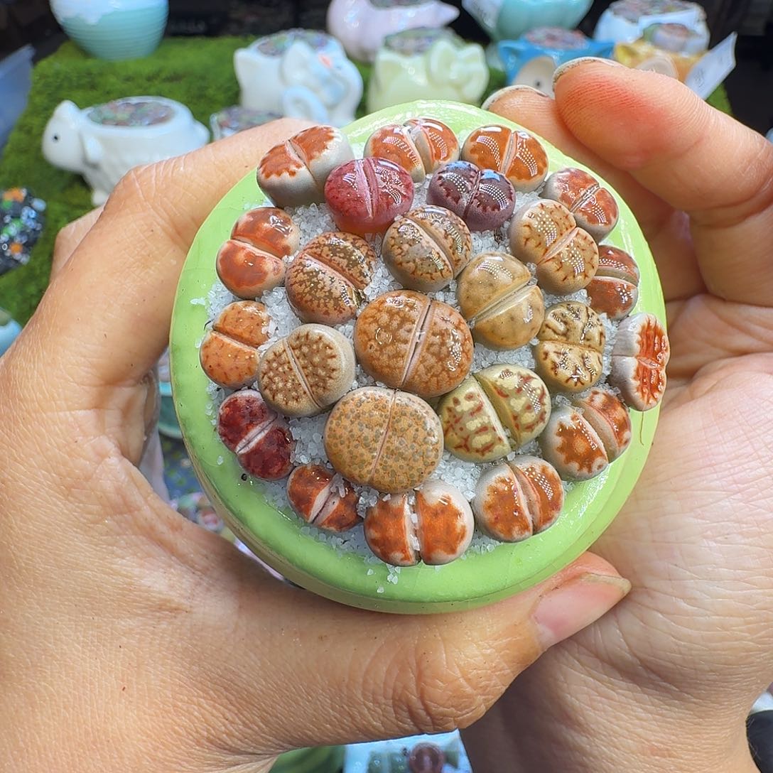 多肉植物福利冲610