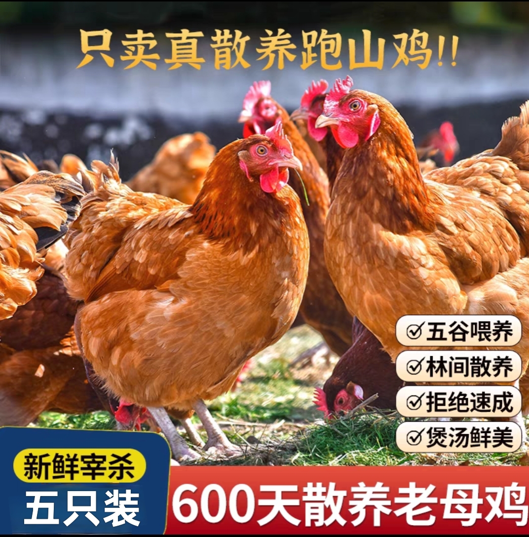 4只送1只 到手5只 黄油老母鸡 带内脏 净重10-11斤 包冰率不含冰